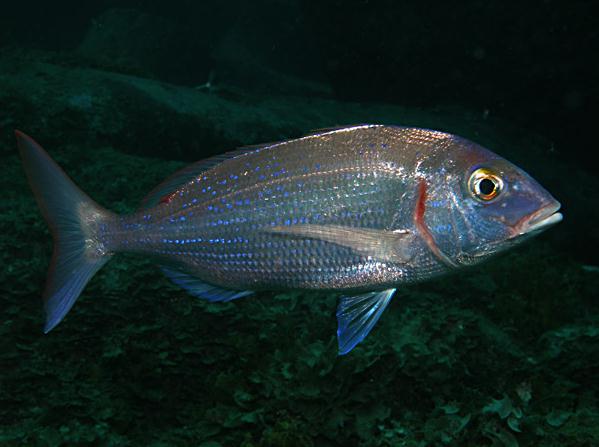 Pagel - Cavalier & Blue Marlin Sportfischen Gran Canaria
