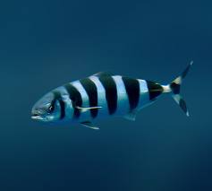 Pesce Pilote - Cavalier & Blue Marlin Sportfischen Gran Canaria