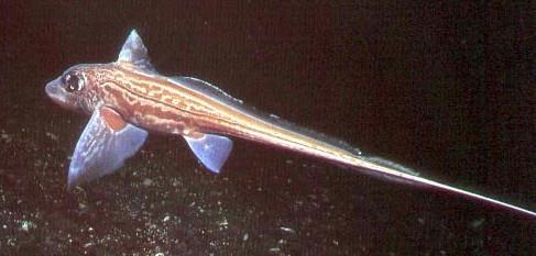 Kaninchenfisch - Cavalier & Blue Marlin Sport Fishing Gran Canaria