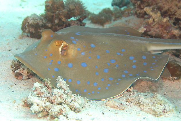 Ray spotted - Cavalier & Blue Marlin Sportfischen Gran Canaria