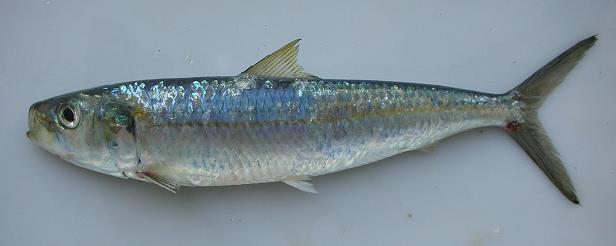 Rund sardinell - Cavalier & Blue Marlin Sportfischen Gran Canaria