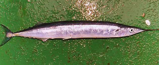 Makrillihauki - Cavalier & Blue Marlin Sportfischen Gran Canaria