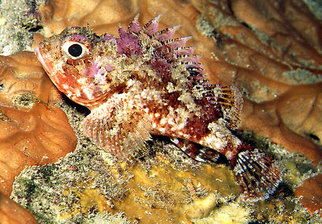 Scorpionfish small red - Cavalier & Blue Marlin Sport Fishing Gran Canaria