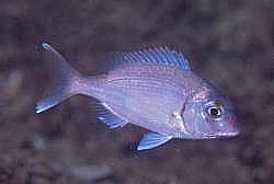 Gemeine Sackbrasse - Cavalier & Blue Marlin Sportfischen Gran Canaria