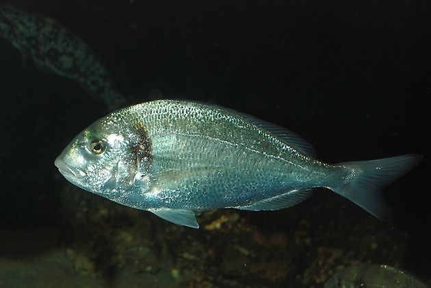 Mugul zlotoglowy - Cavalier & Blue Marlin Sportfischen Gran Canaria