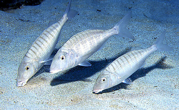 Atlanticheskiy zemleroi - Cavalier & Blue Marlin Sportfischen Gran Canaria