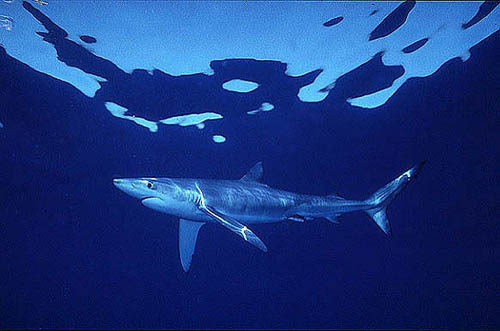 Blähai - Cavalier & Blue Marlin Sportfischen Gran Canaria