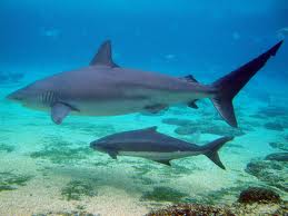 Shark dusky - Cavalier & Blue Marlin Sportfischen Gran Canaria