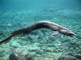 Squalo serpente - Cavalier & Blue Marlin Sportfischen Gran Canaria