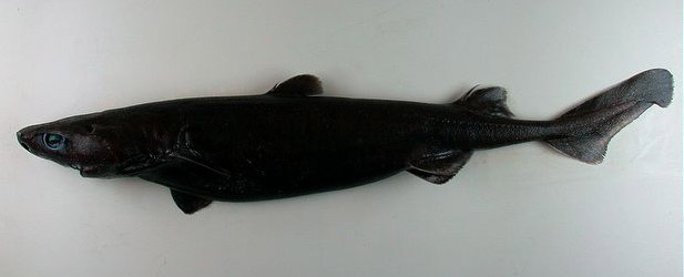 Stor svartha - Cavalier & Blue Marlin Sportfischen Gran Canaria