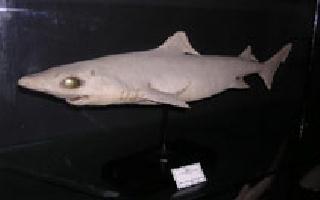 Shark gulper - Cavalier & Blue Marlin Sport Fishing Gran Canaria