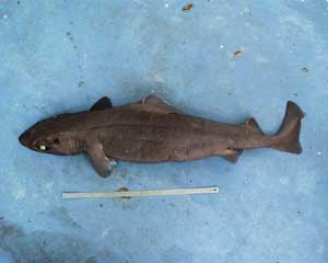 Shark gulper leaf scale - Cavalier & Blue Marlin Sport Fishing Gran Canaria