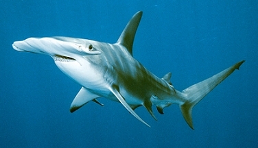 Shark hammerhead smooth - Cavalier & Blue Marlin Sport Fishing Gran Canaria
