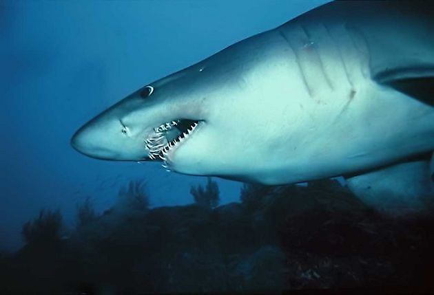 Shark sand tiger smalltooth - Cavalier & Blue Marlin Sport Fishing Gran Canaria