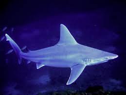 Shark sandbar - Cavalier & Blue Marlin Sportfischen Gran Canaria