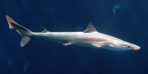 Shark tope - Cavalier & Blue Marlin Sportfischen Gran Canaria