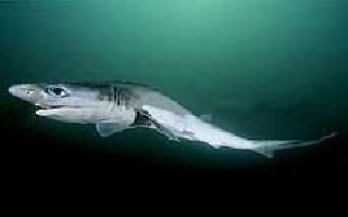 Shark seven gill sharp nose - Cavalier & Blue Marlin Sportfischen Gran Canaria