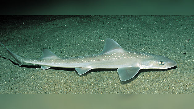 Nocciolo stellato - Cavalier & Blue Marlin Sportfischen Gran Canaria