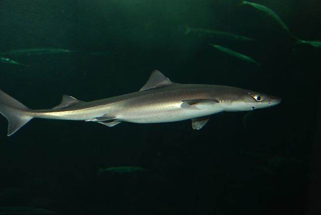 Kortnosad pigghaj - Cavalier & Blue Marlin Sportfischen Gran Canaria