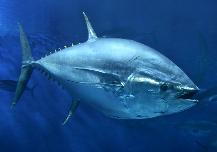 Sinievä tonnikala - Cavalier & Blue Marlin Sportfischen Gran Canaria