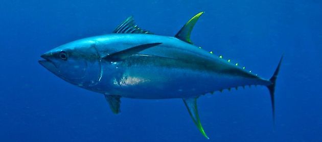 Tuna yellow fin Cavalier & Blue Marlin Sport Fishing Gran Canaria