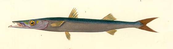 Barracuda Mittel - Cavalier & Blue Marlin Sportfischen Gran Canaria