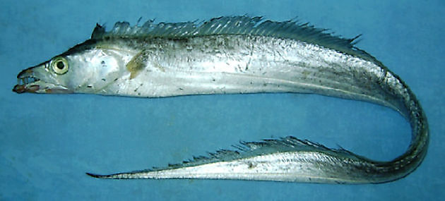 Sablja ryba - Cavalier & Blue Marlin Sportfischen Gran Canaria
