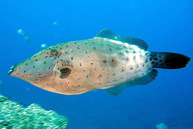 Filefish scrawled - Cavalier & Blue Marlin Sport Fishing Gran Canaria