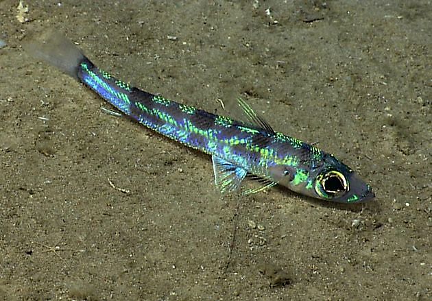 зеленоглазка обыкновенная - Cavalier & Blue Marlin Sportfischen Gran Canaria