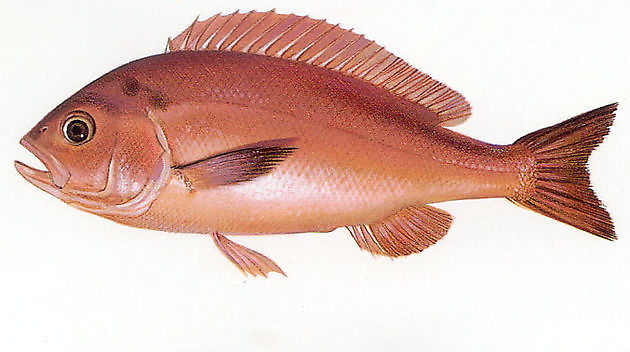 Grunt rubberlip - Cavalier & Blue Marlin Sportfischen Gran Canaria
