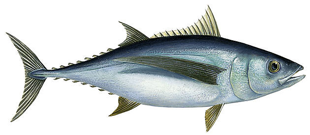 Tuna Albacore  Tuna White - Cavalier & Blue Marlin Sport Fishing Gran Canaria