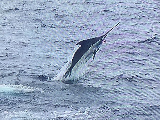 Eindelijk.! - Cavalier & Blue Marlin Sport Fishing Gran Canaria