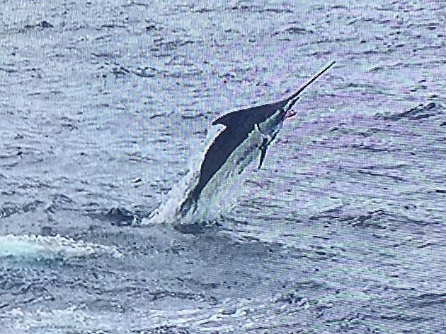  - Cavalier & Blue Marlin Sport Fishing Gran Canaria