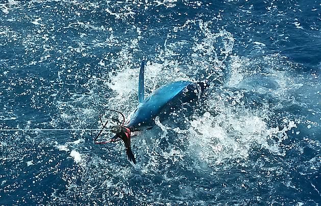  - Cavalier & Blue Marlin Sport Fishing Gran Canaria