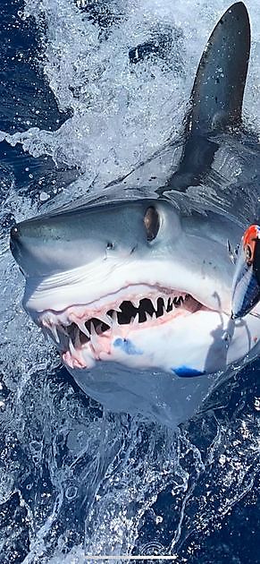  - Cavalier & Blue Marlin Sport Fishing Gran Canaria