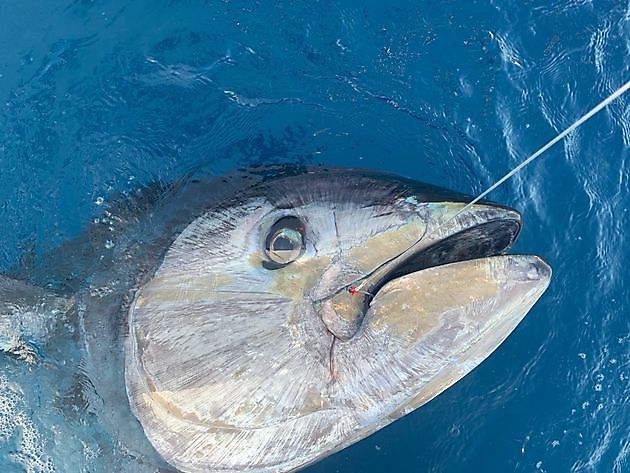 700 kg blåfenad tonfisk Cavalier & Blue Marlin Sport Fishing Gran Canaria