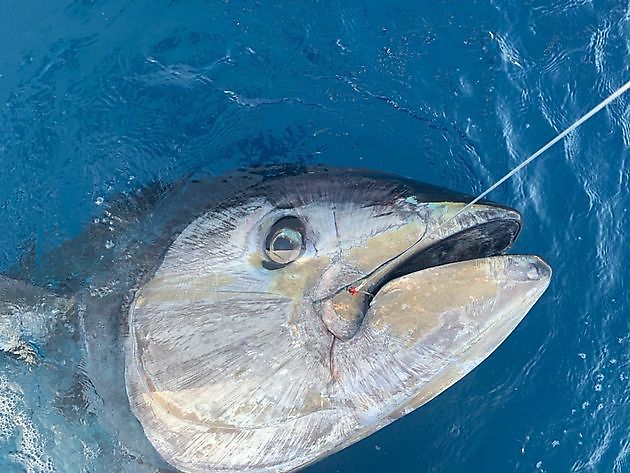  - Cavalier & Blue Marlin Sport Fishing Gran Canaria