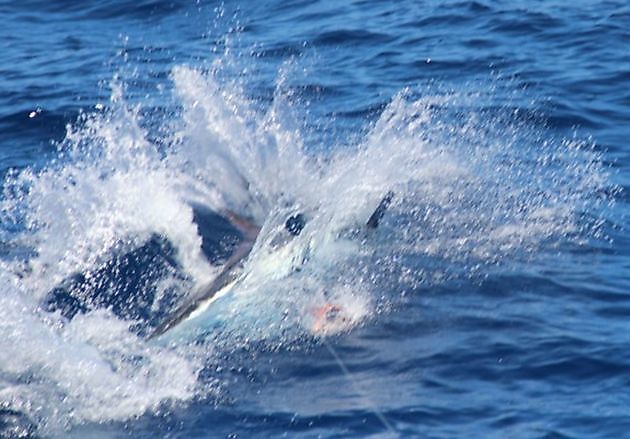  - Cavalier & Blue Marlin Sport Fishing Gran Canaria