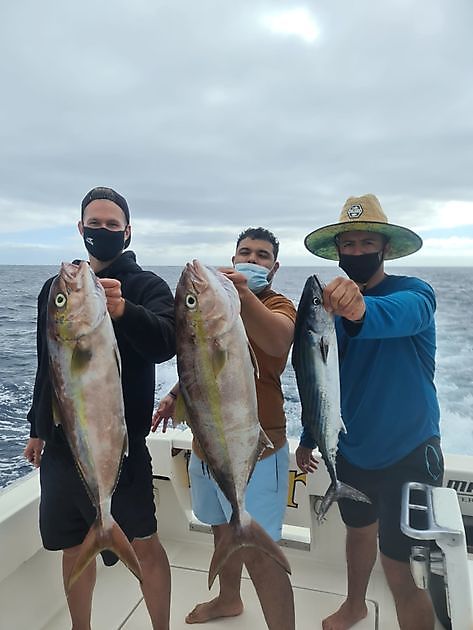 Sériole couronnée - Cavalier & Blue Marlin Sport Fishing Gran Canaria