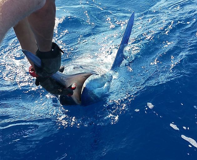 Souvenirs - Cavalier & Blue Marlin Sport Fishing Gran Canaria