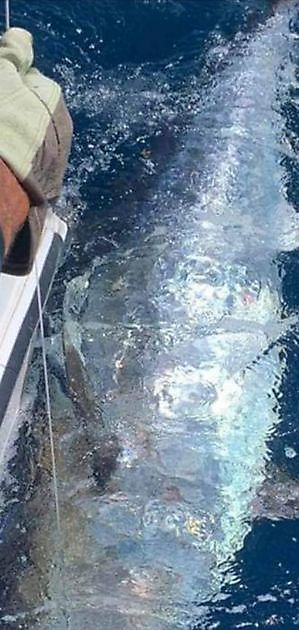 A huge Bluefin Tuna - Cavalier & Blue Marlin Sport Fishing Gran Canaria
