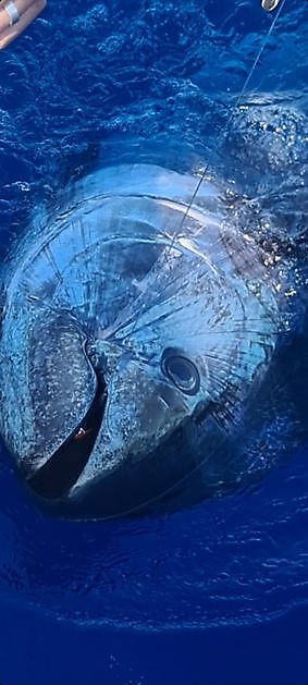 Cavalier a publié Bluefin nr 6 - Cavalier & Blue Marlin Sport Fishing Gran Canaria