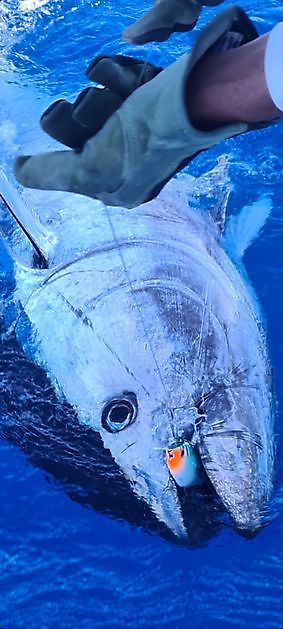 Thon rouge n ° 7 et 8 - Cavalier & Blue Marlin Sport Fishing Gran Canaria