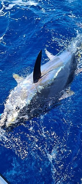 40 kg break - 7 heures - Cavalier & Blue Marlin Sport Fishing Gran Canaria