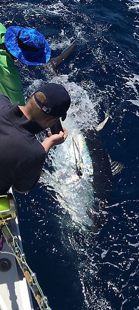 1/2 Thon rouge - Cavalier & Blue Marlin Sport Fishing Gran Canaria