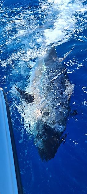 Thon rouge 13 & 14 - Cavalier & Blue Marlin Sport Fishing Gran Canaria