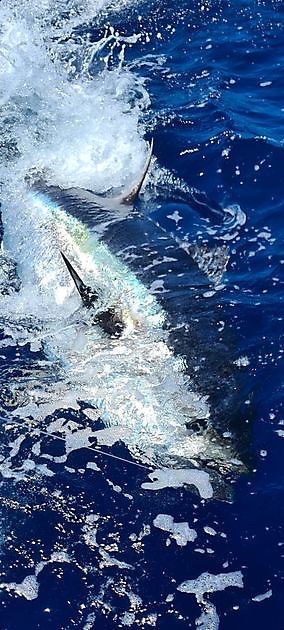 Fijne Vakantie - Cavalier & Blue Marlin Sport Fishing Gran Canaria