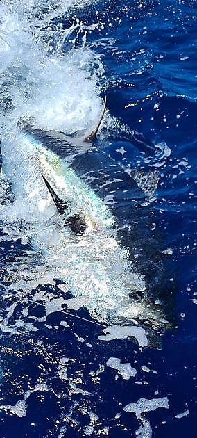 Joyeuses fêtes Cavalier & Blue Marlin Sport Fishing Gran Canaria