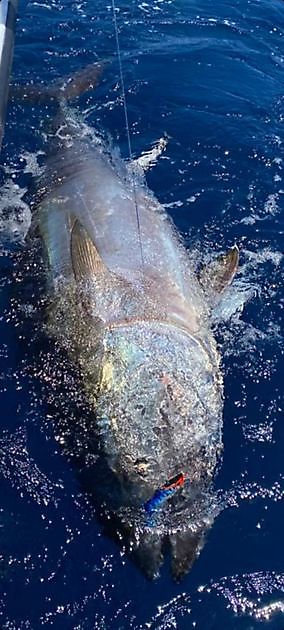 Stimato a 600 libbre - Cavalier & Blue Marlin Sport Fishing Gran Canaria