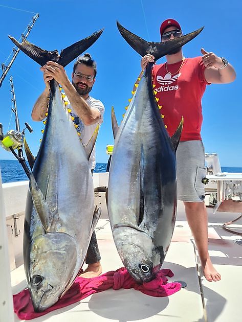 2/2 Tonno obeso - Cavalier & Blue Marlin Sport Fishing Gran Canaria